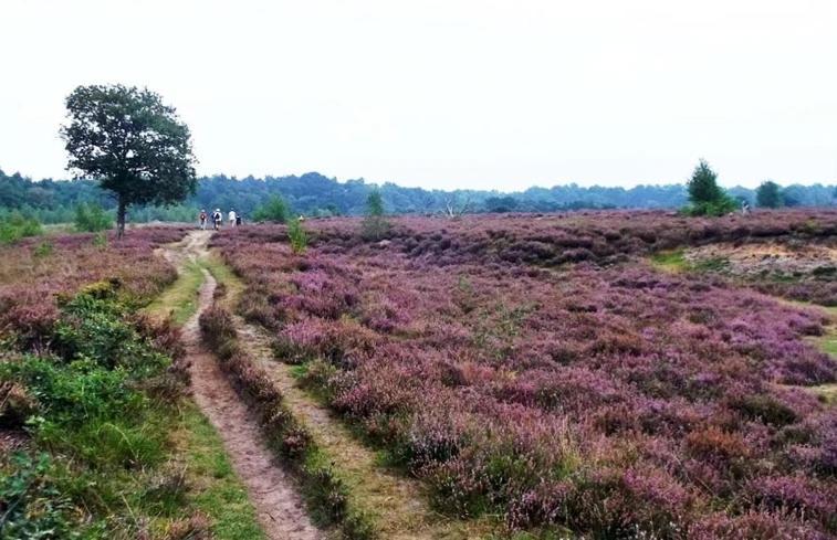 Luxe Natuurhuisje Met Jacuzzi En Haard In Drenthe, Echten Echten  Εξωτερικό φωτογραφία