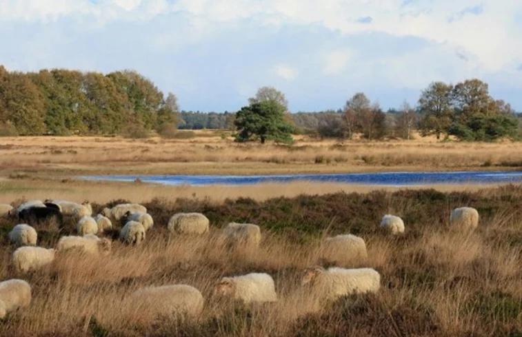 Luxe Natuurhuisje Met Jacuzzi En Haard In Drenthe, Echten Echten  Εξωτερικό φωτογραφία